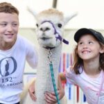 An alpaca at Southport Flower Show