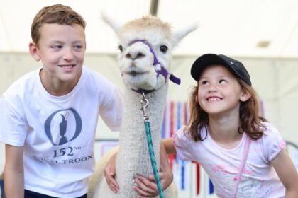 An alpaca at Southport Flower Show