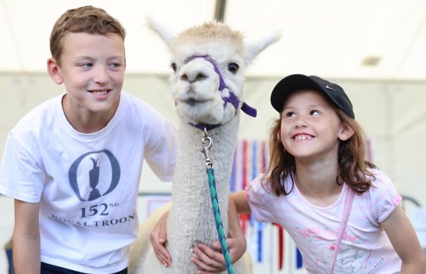 An alpaca at Southport Flower Show