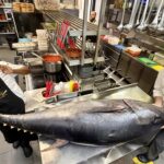 Volare restaurant on Lord Street in Southport has just landed its biggest ever tuna. Photo by Andrew Brown Stand Up For Southport