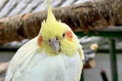 A bird at the Botanic Gardens Aviary at Botanic Gardens in Churchtown in Southport. Photo by Andrew Brown Stand up For Southport