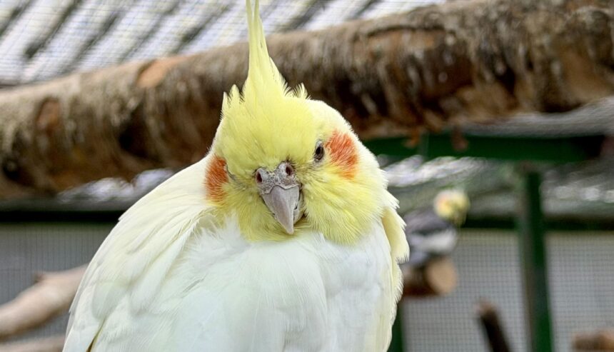 A bird at the Botanic Gardens Aviary at Botanic Gardens in Churchtown in Southport. Photo by Andrew Brown Stand up For Southport
