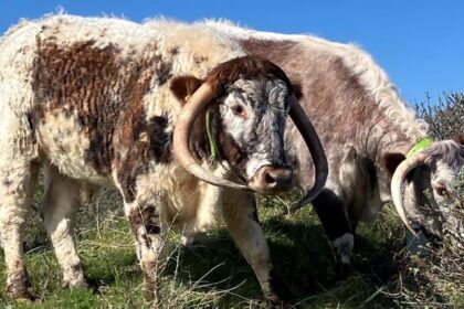 English Longhorns are set to graze the dunes again this winter
