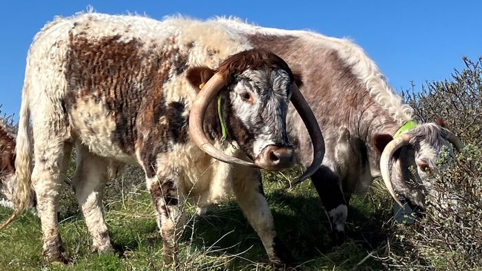 English Longhorns are set to graze the dunes again this winter